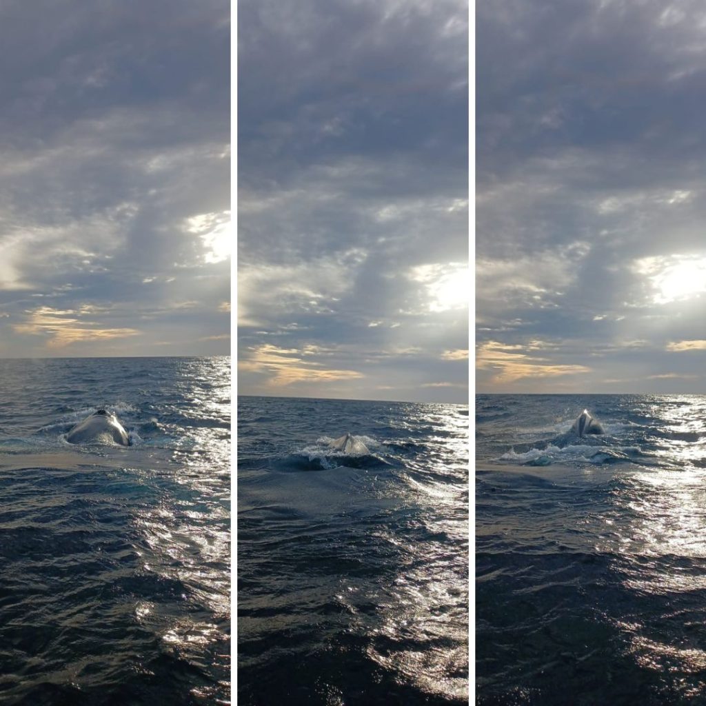 Whale season about to end, enjoy this wonderful experience with your family