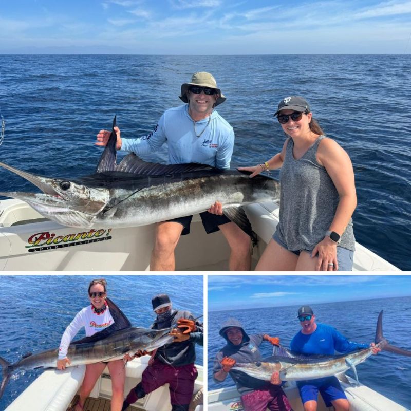 The average weight of Striped marlin this May continued large at around 130 lb.