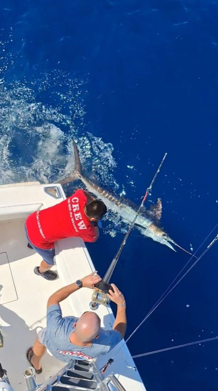 Striped marlin during March