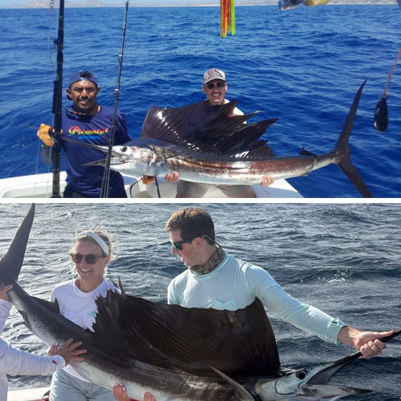 The high season for Pacific Sailfish runs from May through November