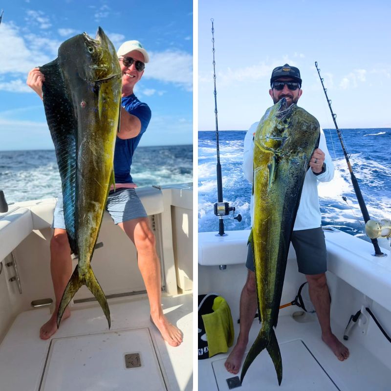 Dorado fishing remains red hot in Cabo San Lucas, with some truly impressive specimens being caught. If landing a trophy mahi is on your bucket list, summer is the perfect time to plan your Cabo fishing adventure!