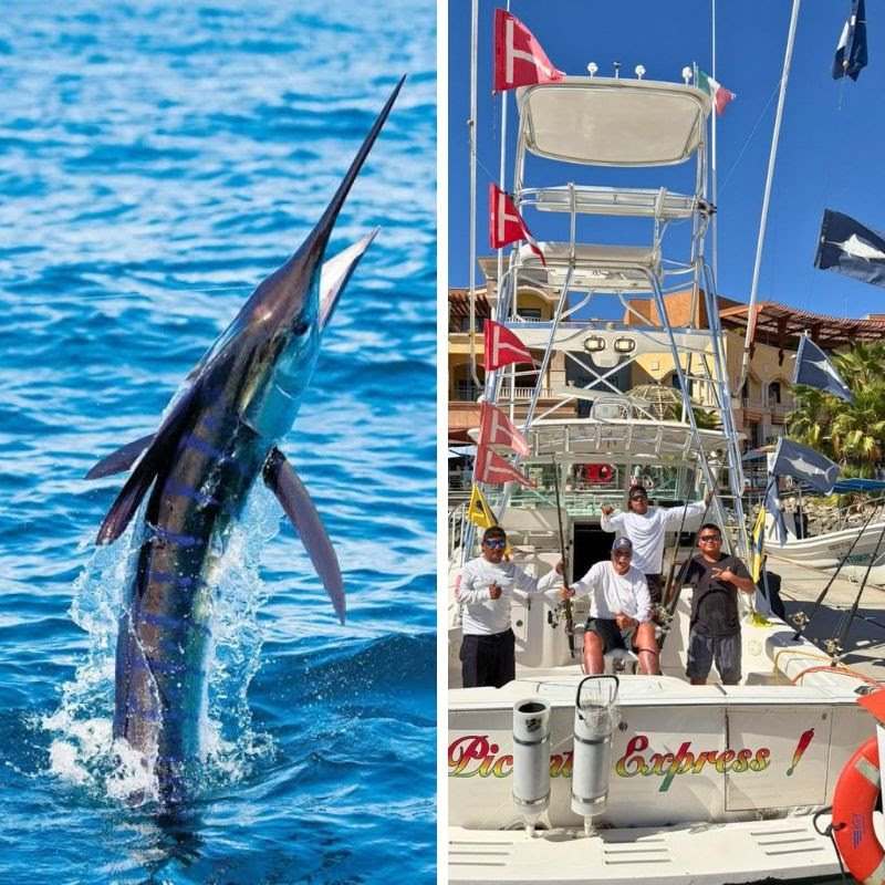 Cabo-Fishing-Report-September -2026-Picante-Sportfishing