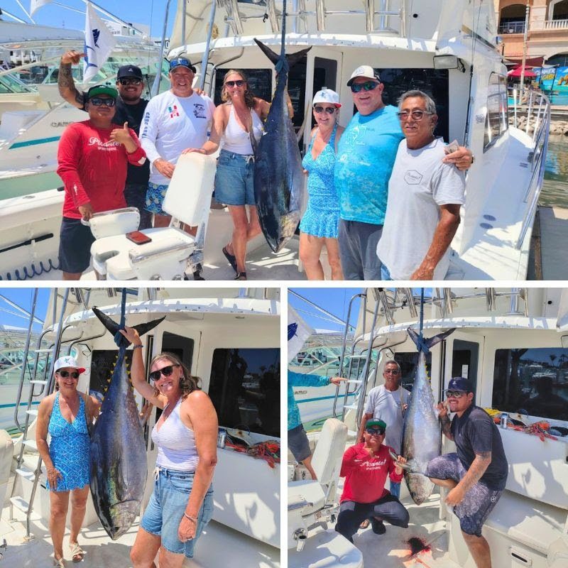 Cabo-Fishing-Report-September -2026-Picante-Sportfishing (6) The tuna fishing was super good, with a lot of cow tuna including this beautiful 150 lb specimen aboard the Picante Dream